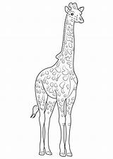 Colorare Disegni Giraffe Giraffa Pianetabambini Animali sketch template