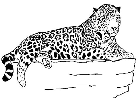 feast  eyes  energetic jaguar coloring page tailing save