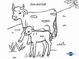 Cows Xcolorings Coloringhome sketch template