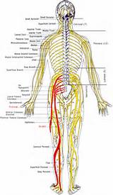 Spinal Nerve Root Chart Photos