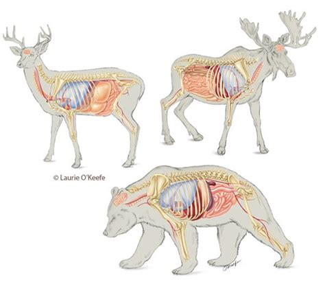 Moose Anatomy And Deer On Pinterest