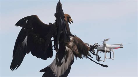 eagles  french military  winged warriors  hunt  rogue drones fox news