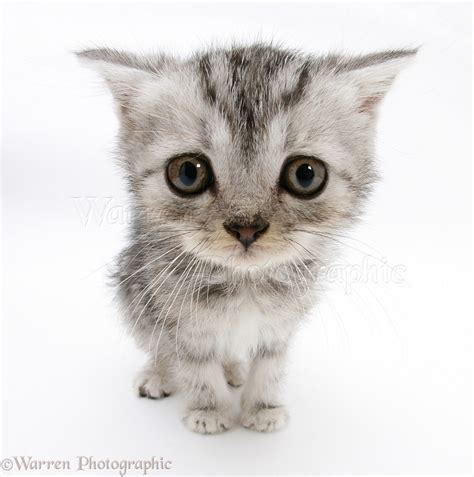 silver tabby kitten  big eyes photo wp
