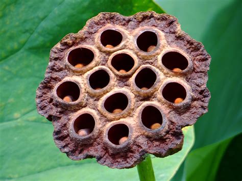science  trypophobia  fear  clustered objects business insider