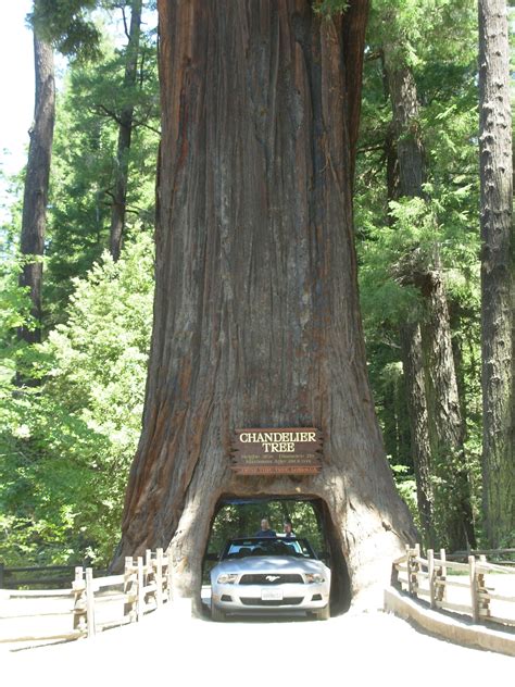 enjoy roadside attractions  californias redwood highway slow family