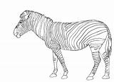 Zebra Zebras Pdf Mammals sketch template