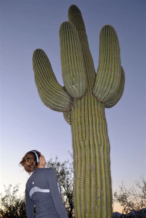 hurt   land   giant cactus