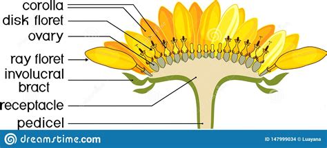 structure  sunflower