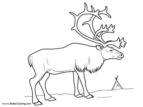 arctic tundra animals coloring pages reindeer  printable coloring