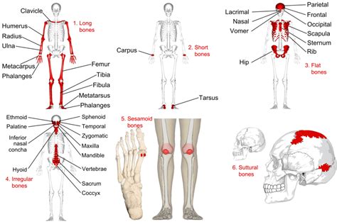 short bones  human body ladygaganews