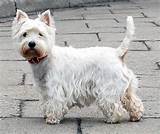 Images of West Highland Terrier Health Problems