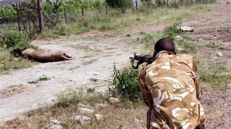 Lion Shot Dead After Attacking Man Video