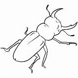 Beetle Stag Drawing Getdrawings sketch template