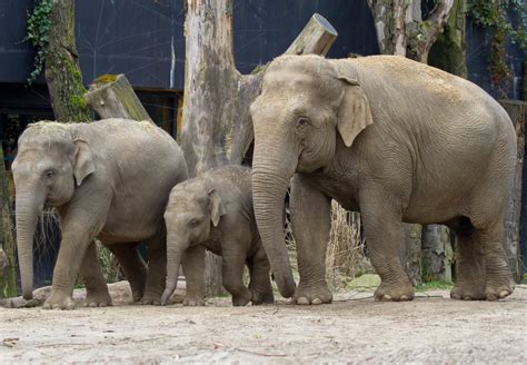 babyolifant laat niet lang meer op zich wachten  dierenpark