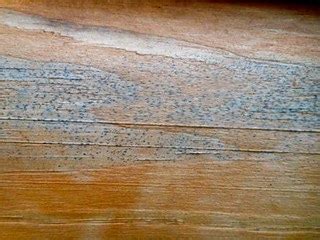 enlever la moisissure des meubles en bois