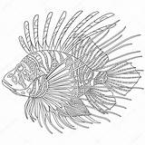 Lionfish Zentangle Zebrafish Stylized Fish Volitans Pterois Antistress Zebra sketch template