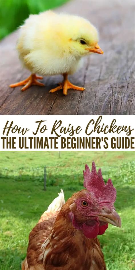 how to raise chickens the ultimate beginner s guide