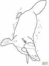 Platypus Coloring Swimming Underwater Pages Perry Color Drawing Printable Online Getcolorings Print Supercoloring Duckbill sketch template