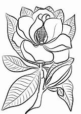 Magnolia Coloring Pages Printable Template Categories sketch template