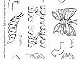 Coloring Butterfly Cycle Life Pages Caterpillar Getcolorings Butt Getdrawings sketch template