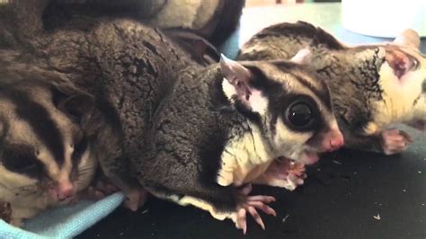 sugar gliders eating mealworms youtube