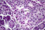 Pictures of Pancreas Alpha Cells
