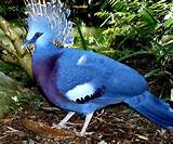 Photos of Tropical Rainforest Birds