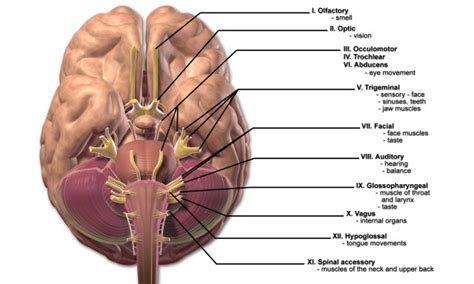 the 12 cranial nerves and their functions medical library