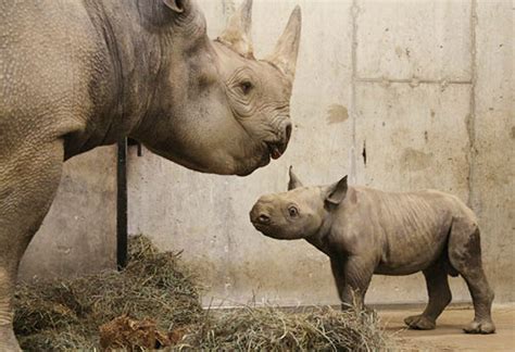 baby rhino appreciation society
