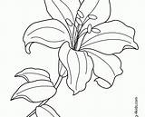 Flower Coloring Pages Lily Line Drawing Tiger Printable Flowers Lilies Exotic Water Color Getdrawings Ideal Print Getcolorings sketch template