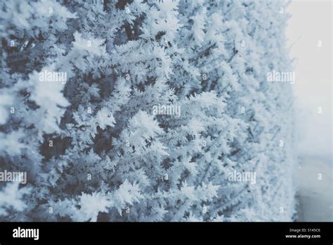frosted stock photo alamy