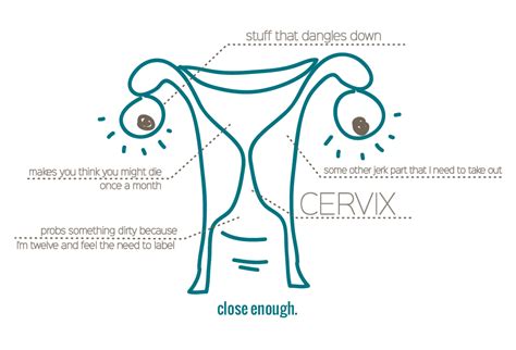 the cervix scan the handmade home