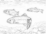 Coloring Trout Greenback Cutthroat Trouts Pages Coloringbay sketch template
