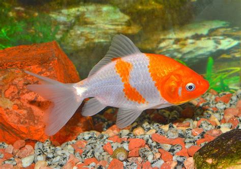 types  goldfish breeds identification guide  pictures hepper