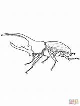 Beetle Hercules Rhino Insetos Beetles Supercoloring sketch template