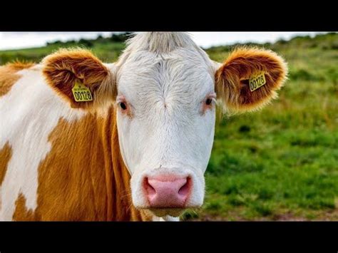 top  curiozitati despre vaci youtube