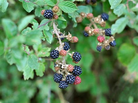 tips information  blackberries gardening