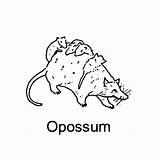 Coloring Opossum Possum Pages Getcolorings Colouring sketch template