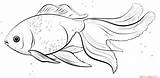 Goldfish Coloring Oranda Pages Drawing Fish Template Guppy Poisson Draw Rouge Sketch Printable Coloriage Kids Supercoloring Drawings Step Tutorials Imprimer sketch template