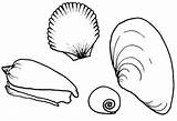 Coloring Sea Shell Pages Shells Seashell Seashells Conch Getdrawings Getcolorings Print Choose Board Printable sketch template