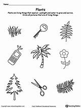 Plants Preschool Lkg Playgroup Sorting Identify Printables Venn sketch template