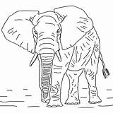 Elephant Coloring African Pages Drawings Animals Drawing Bush Coloriage Elephants Africa sketch template