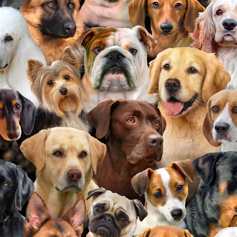 list  wallpaper list  dog breeds az  pictures stunning