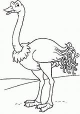 Avestruz Autruche Ostrich Animais Avestruces Coloriages Aves Pintarcolorir Aprende Dibujosparacolorear Aprender Cristianas Publicada sketch template