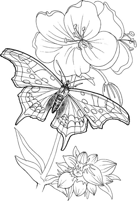 beautiful butterfly coloring pages  coloring