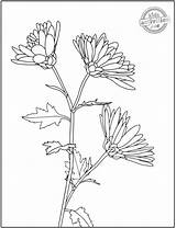 Flower Aster sketch template