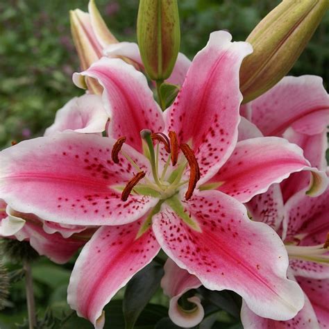 buy oriental lily stargazer bulb lilium star gazer