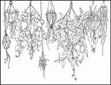Hanging Flowers sketch template