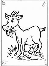 Goat Coloring Pages Color Print sketch template