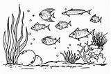 Mewarnai Laut Gambar Hewan Anak Ikan Tidak Gampang Binatang Susah Tahu Langsung Memang Kesulitan sketch template